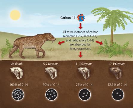 carbon dating age of fossils
